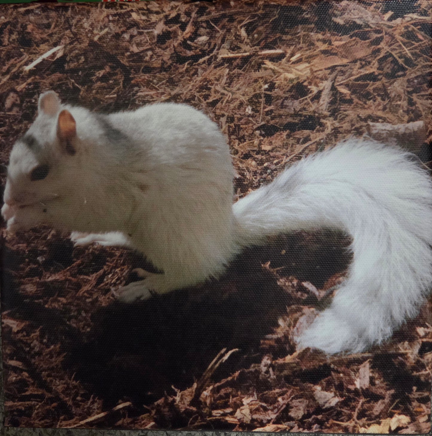 Art Print - White Squirrel Canvas Art Prints - 8x8 Wildlife Photography by Alice Greko
