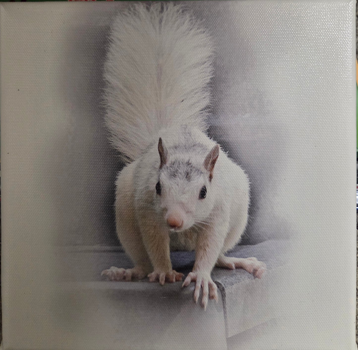 Art Print - White Squirrel Canvas Art Prints - 8x8 Wildlife Photography by Alice Greko
