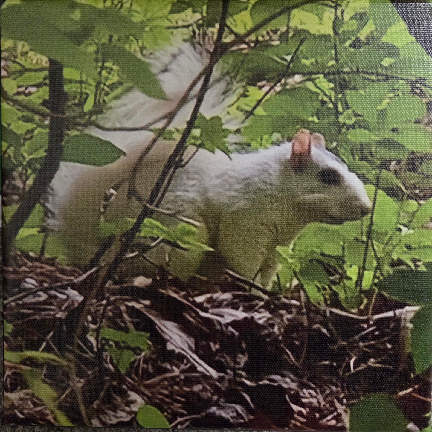 Art Print - White Squirrel Canvas Art Prints - 8x8 Wildlife Photography by Alice Greko