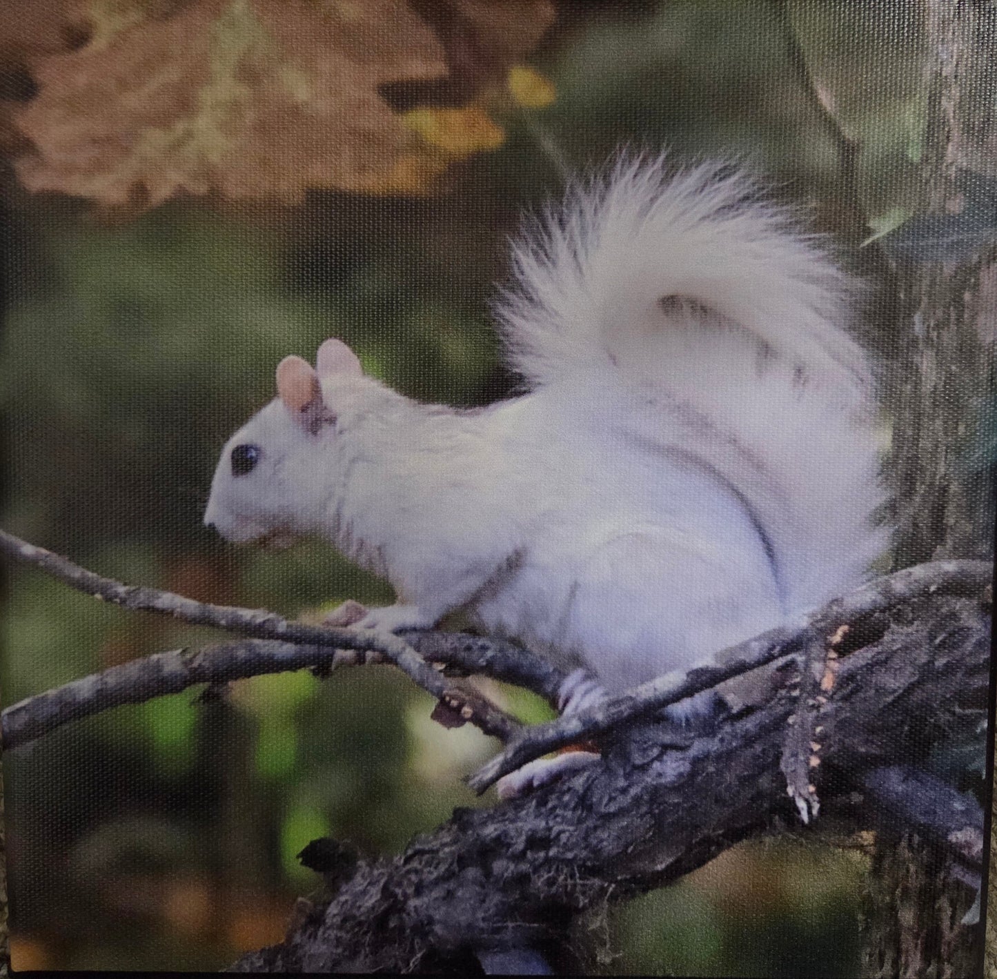 Art Print - White Squirrel Canvas Art Prints - 8x8 Wildlife Photography by Alice Greko