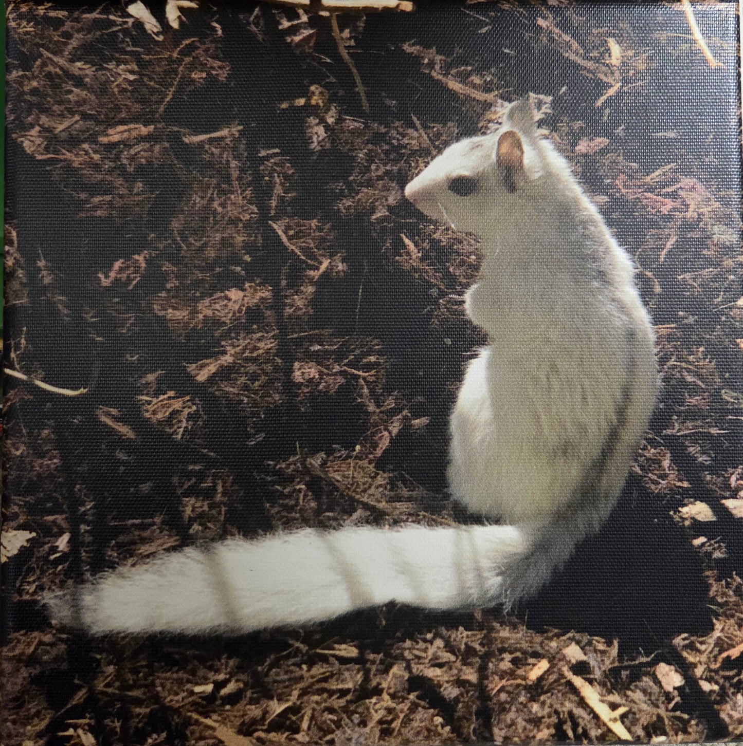 Art Print - White Squirrel Canvas Art Prints - 8x8 Wildlife Photography by Alice Greko