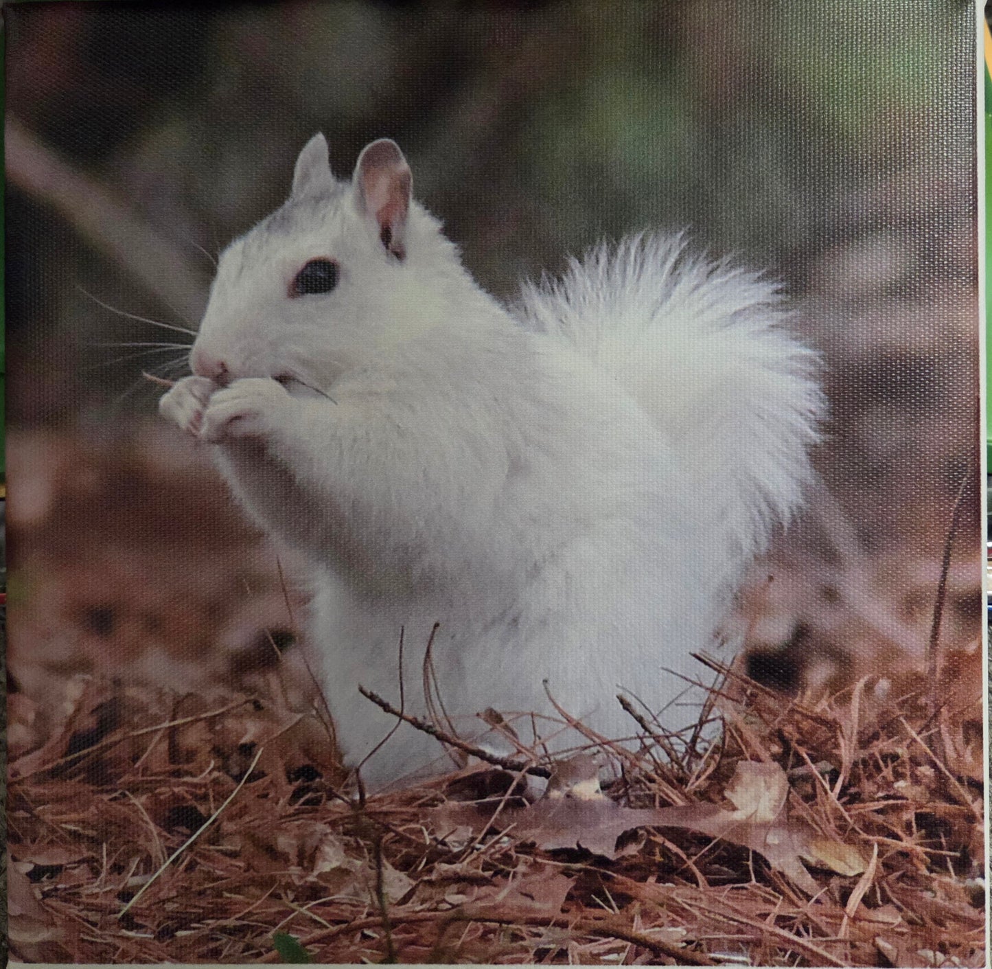 Art Print - White Squirrel Canvas Art Prints - 8x8 Wildlife Photography by Alice Greko