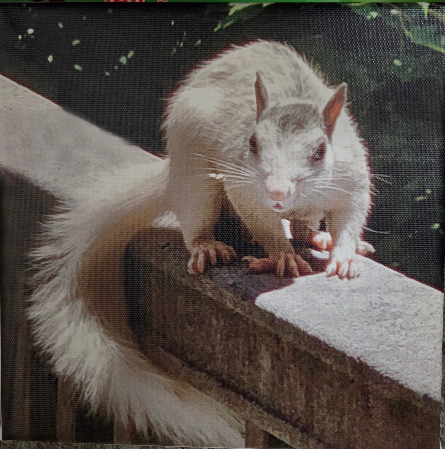 Art Print - White Squirrel Canvas Art Prints - 8x8 Wildlife Photography by Alice Greko