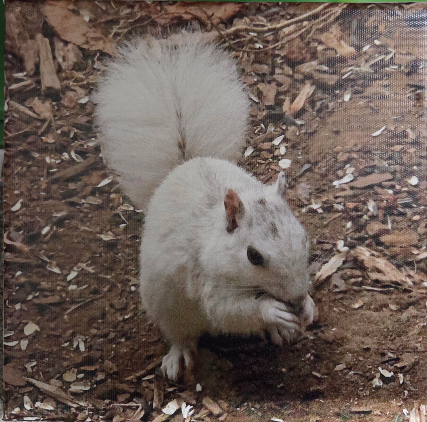 Art Print - White Squirrel Canvas Art Prints - 8x8 Wildlife Photography by Alice Greko