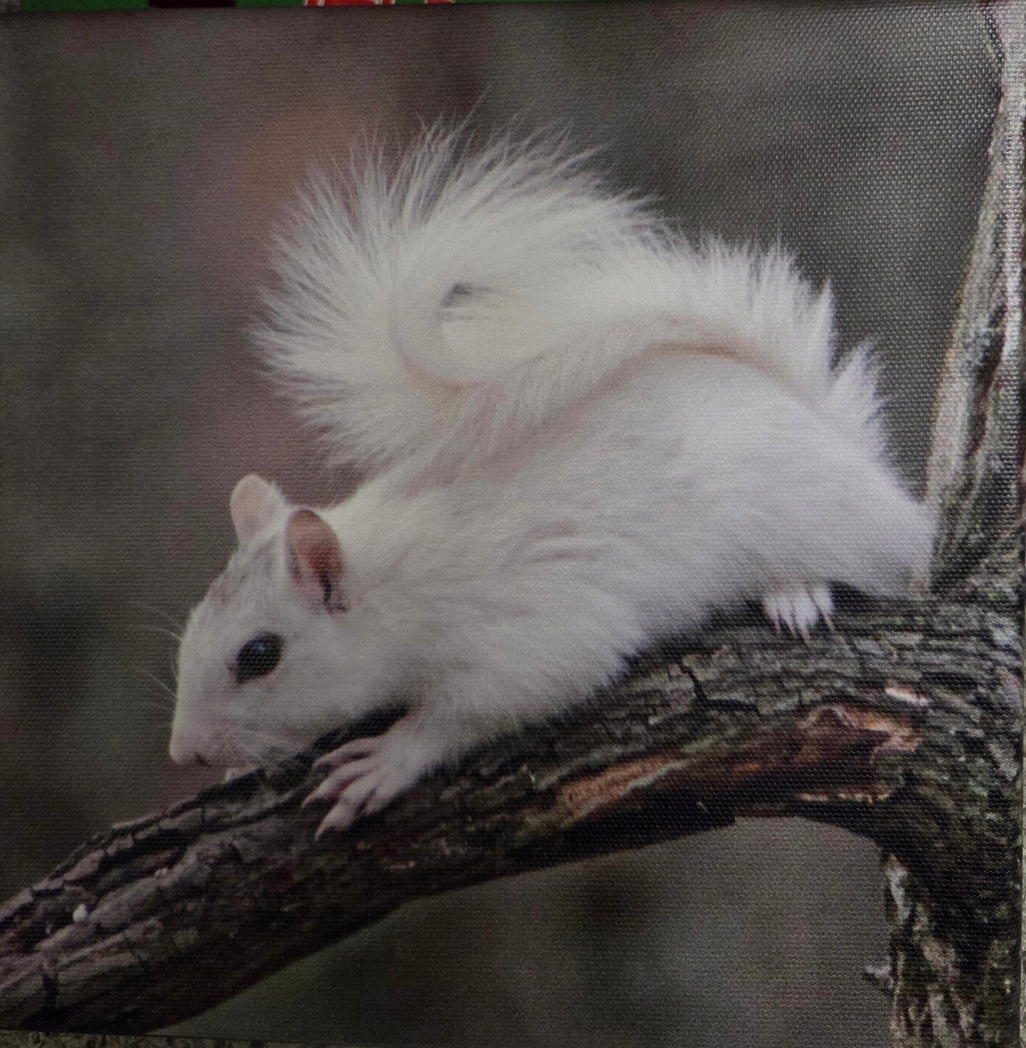 Art Print - White Squirrel Canvas Art Prints - 8x8 Wildlife Photography by Alice Greko