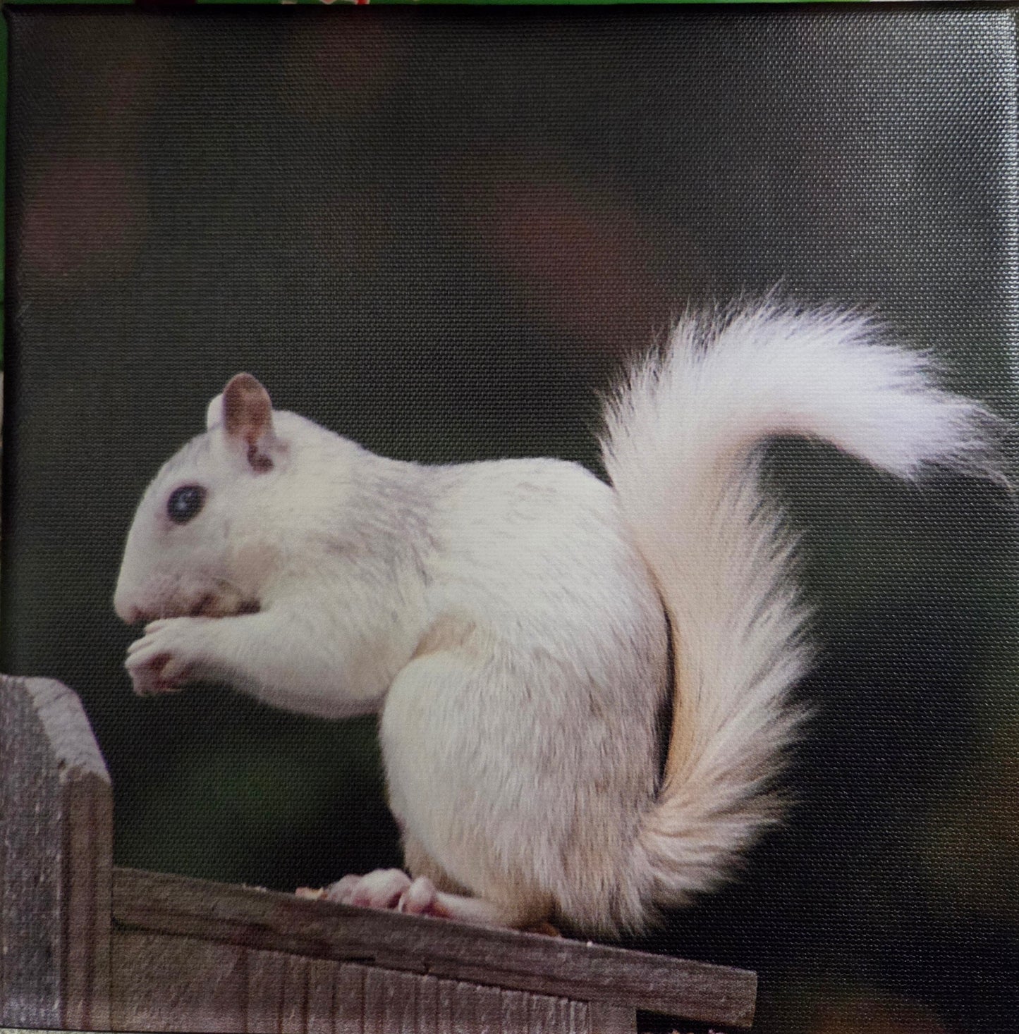 Art Print - White Squirrel Canvas Art Prints - 8x8 Wildlife Photography by Alice Greko