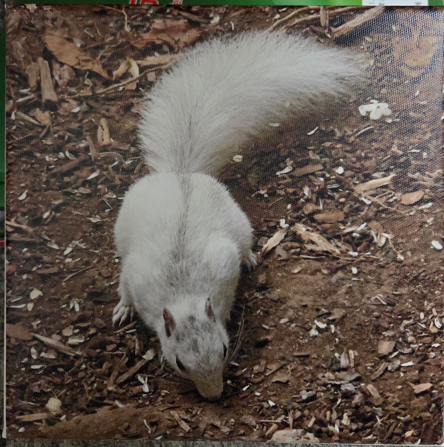 Art Print - White Squirrel Canvas Art Prints - 8x8 Wildlife Photography by Alice Greko