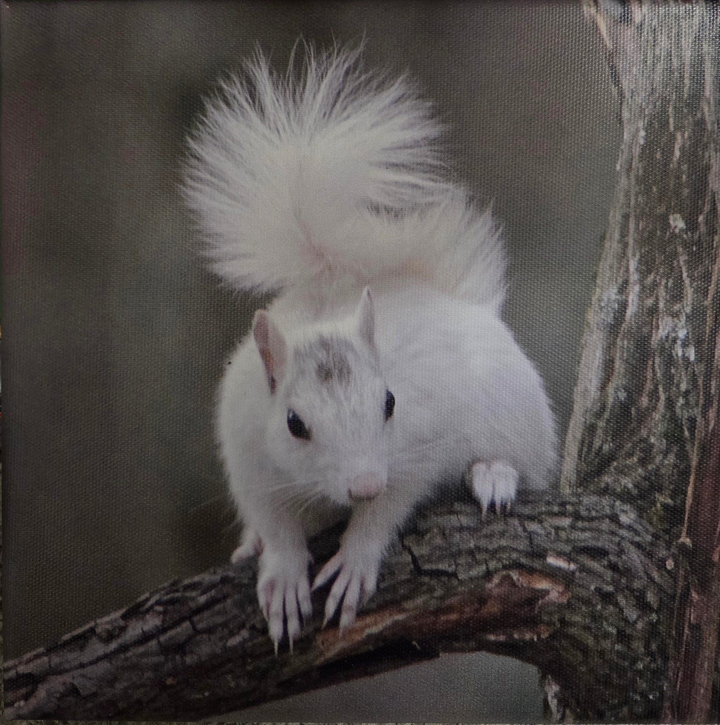 Art Print - White Squirrel Canvas Art Prints - 8x8 Wildlife Photography by Alice Greko