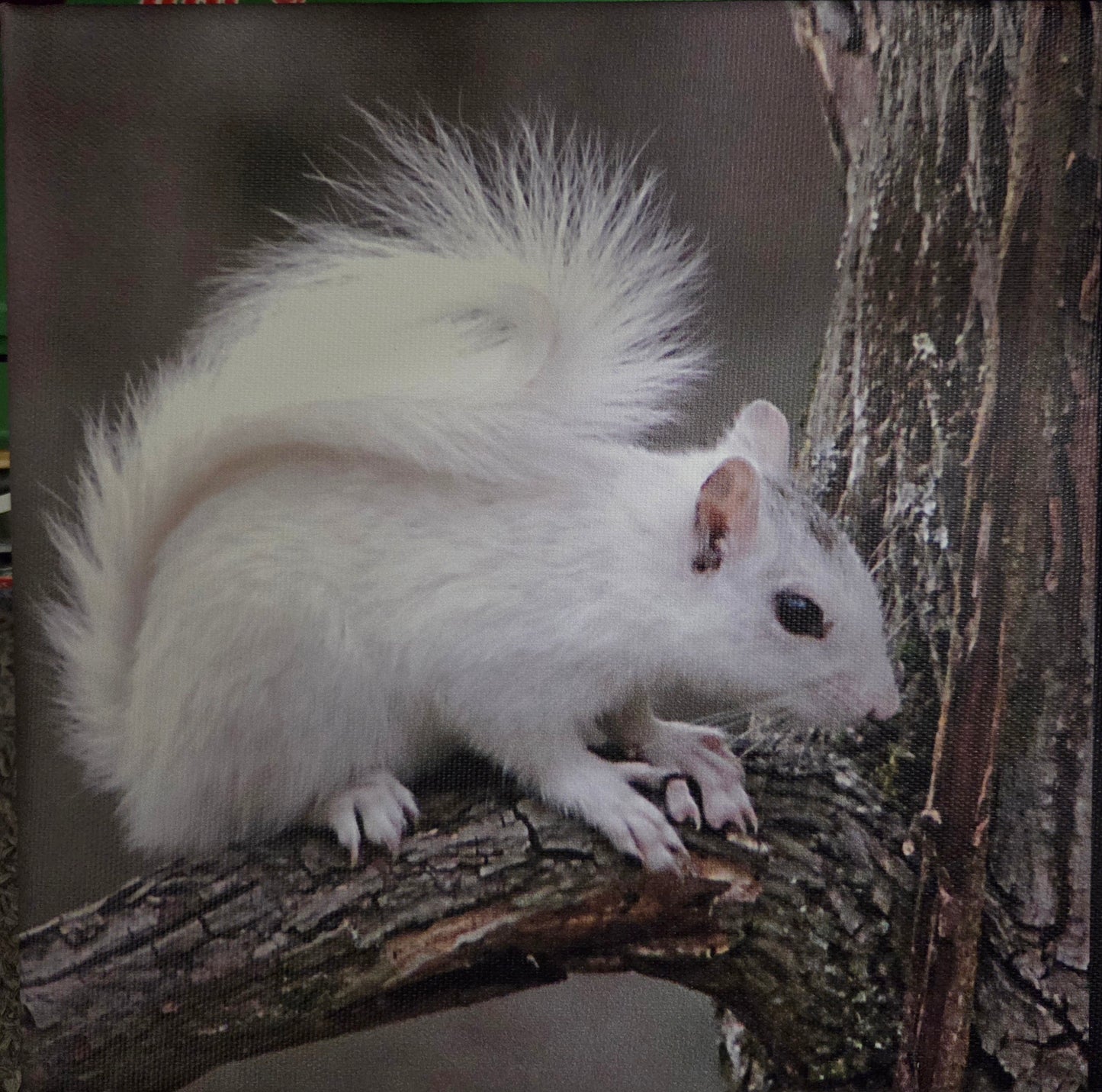 Art Print - White Squirrel Canvas Art Prints - 8x8 Wildlife Photography by Alice Greko