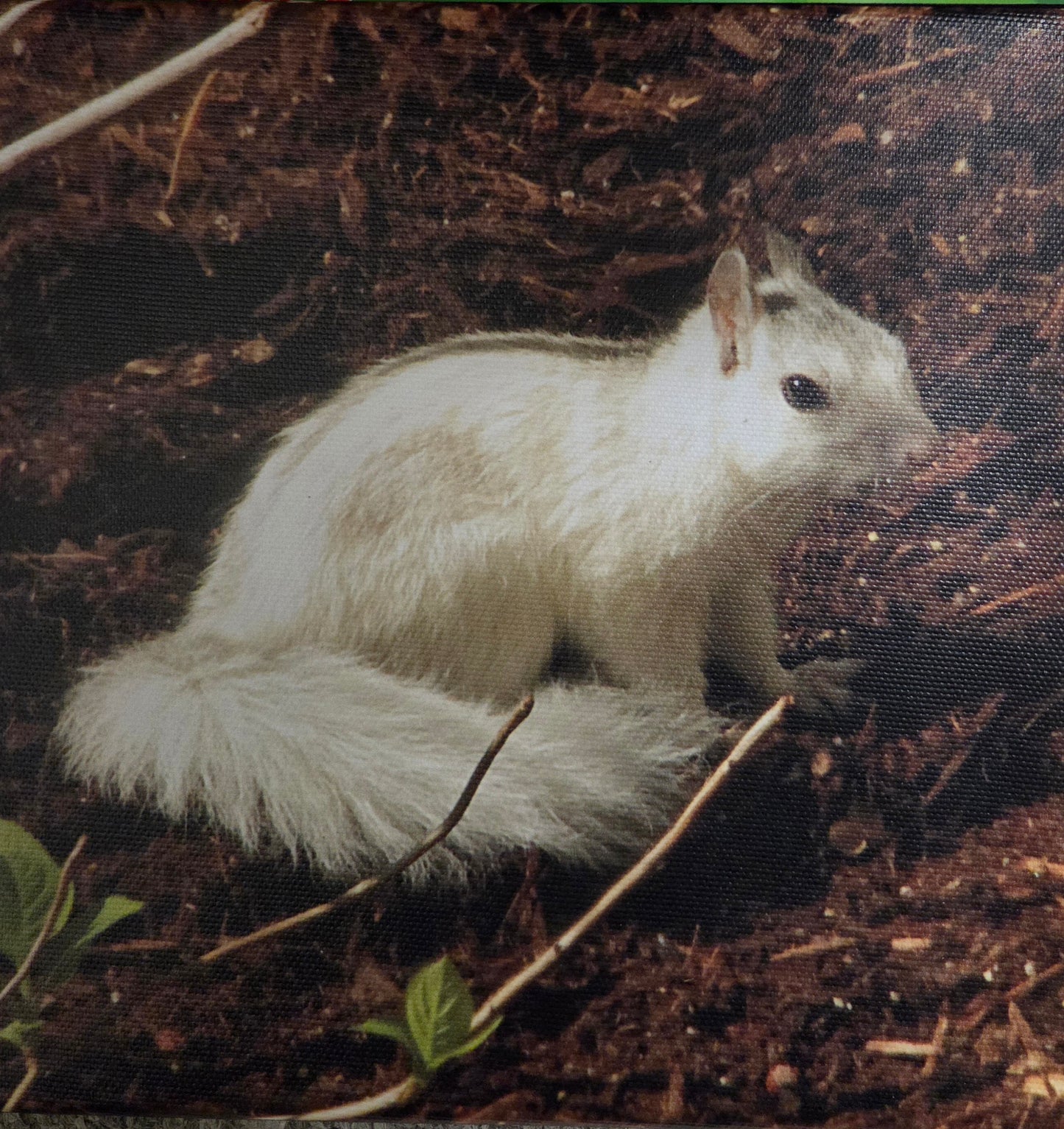 Art Print - White Squirrel Canvas Art Prints - 8x8 Wildlife Photography by Alice Greko