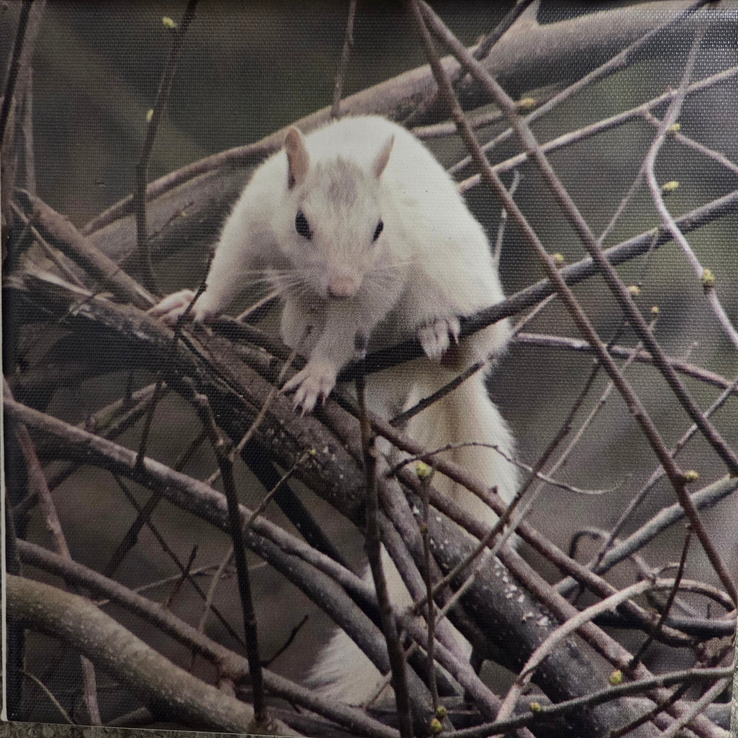 Art Print - White Squirrel Canvas Art Prints - 8x8 Wildlife Photography by Alice Greko