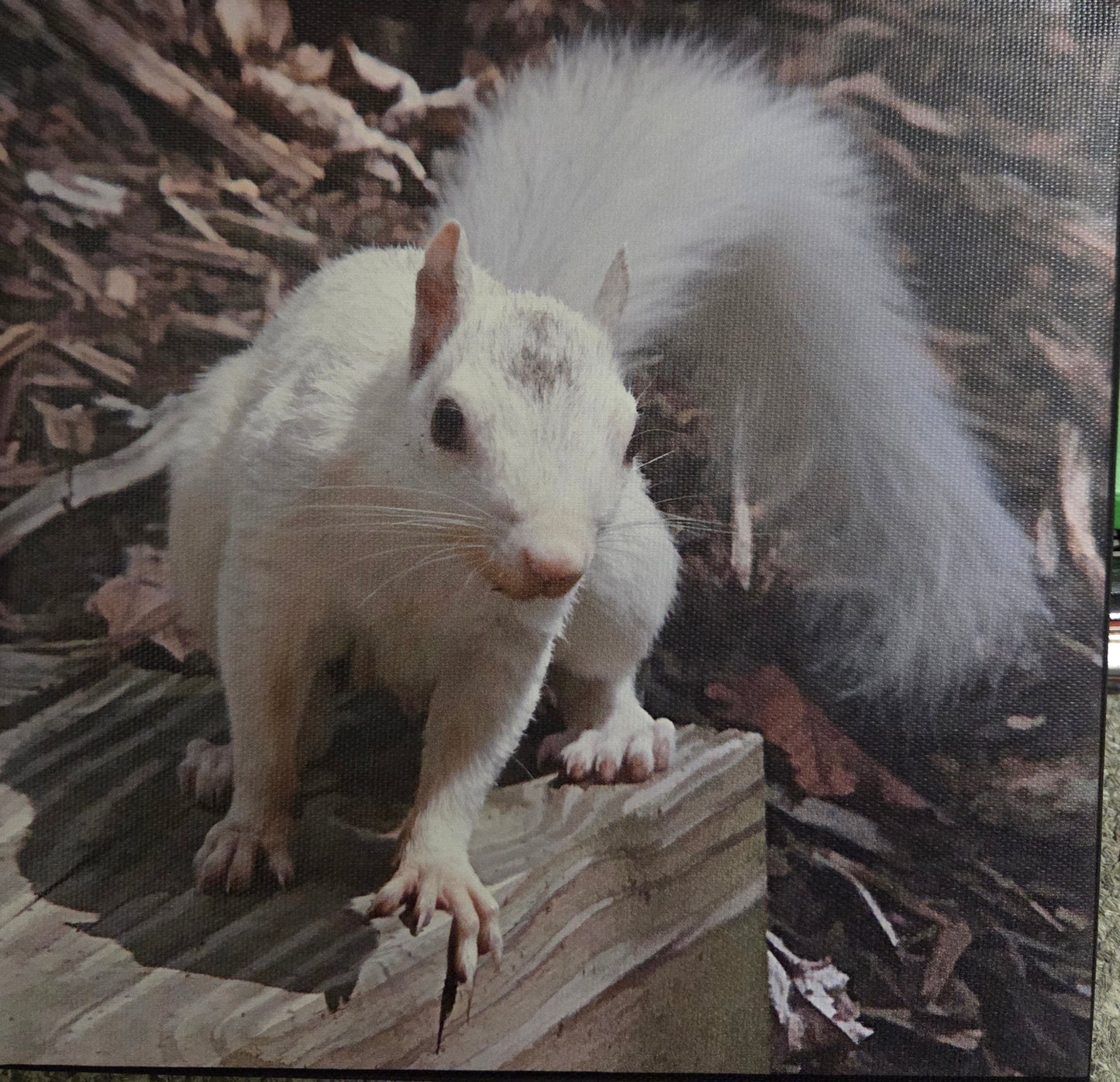 Art Print - White Squirrel Canvas Art Prints - 8x8 Wildlife Photography by Alice Greko