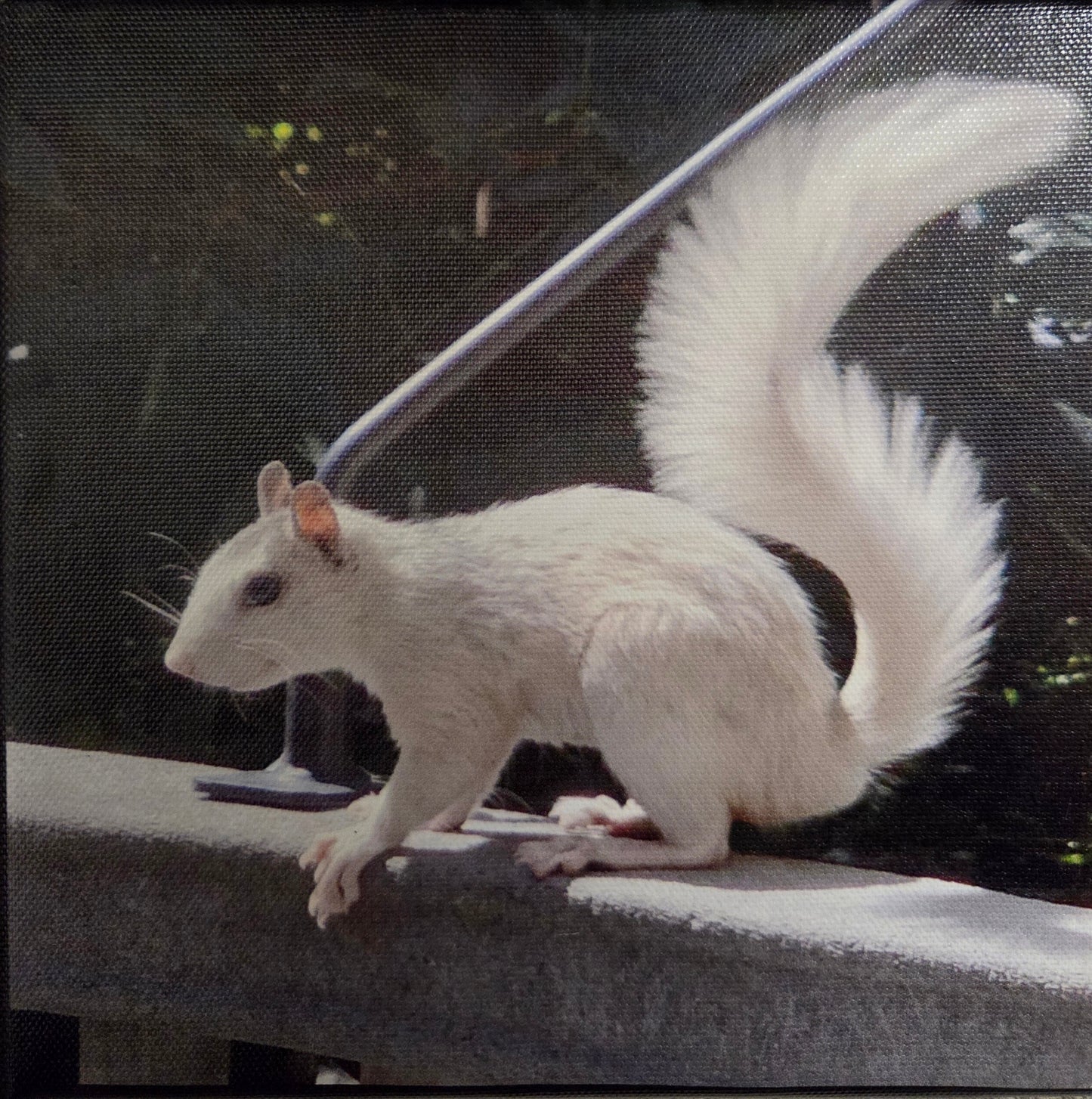 Art Print - White Squirrel Canvas Art Prints - 8x8 Wildlife Photography by Alice Greko