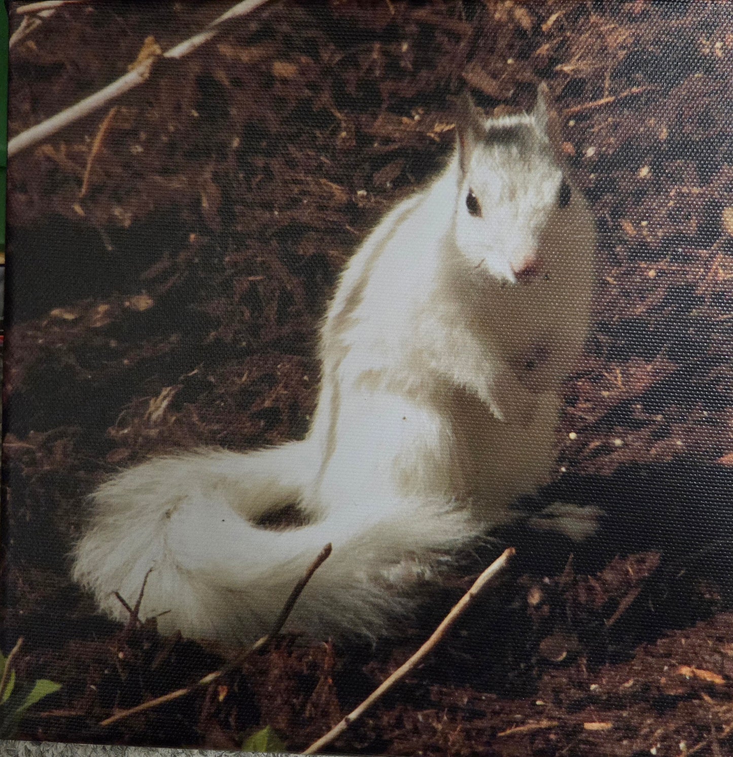 Art Print - White Squirrel Canvas Art Prints - 8x8 Wildlife Photography by Alice Greko