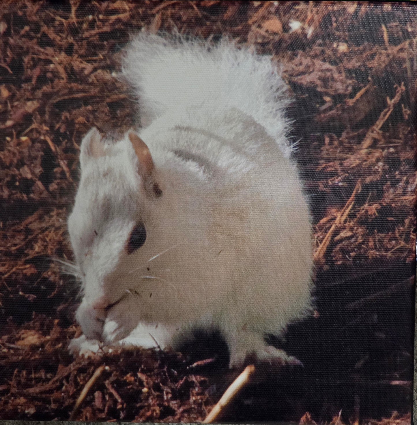 Art Print - White Squirrel Canvas Art Prints - 8x8 Wildlife Photography by Alice Greko
