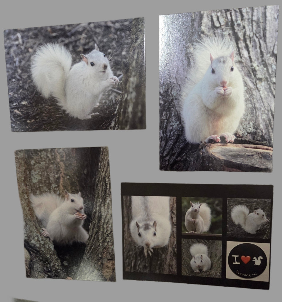 Postcards - Large Size - 5" x 7" - White Squirrel Images by Ruth Cech