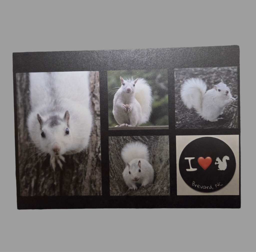 Postcards - Large Size - 5" x 7" - White Squirrel Images by Ruth Cech