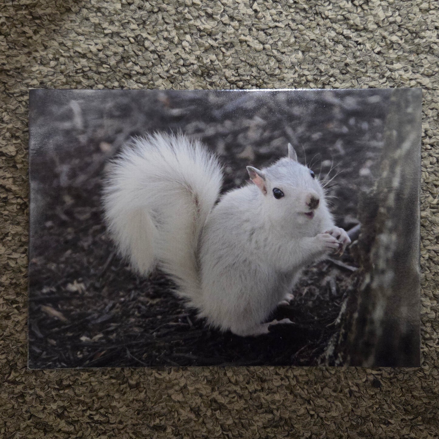 Postcards - Large Size - 5" x 7" - White Squirrel Images by Ruth Cech