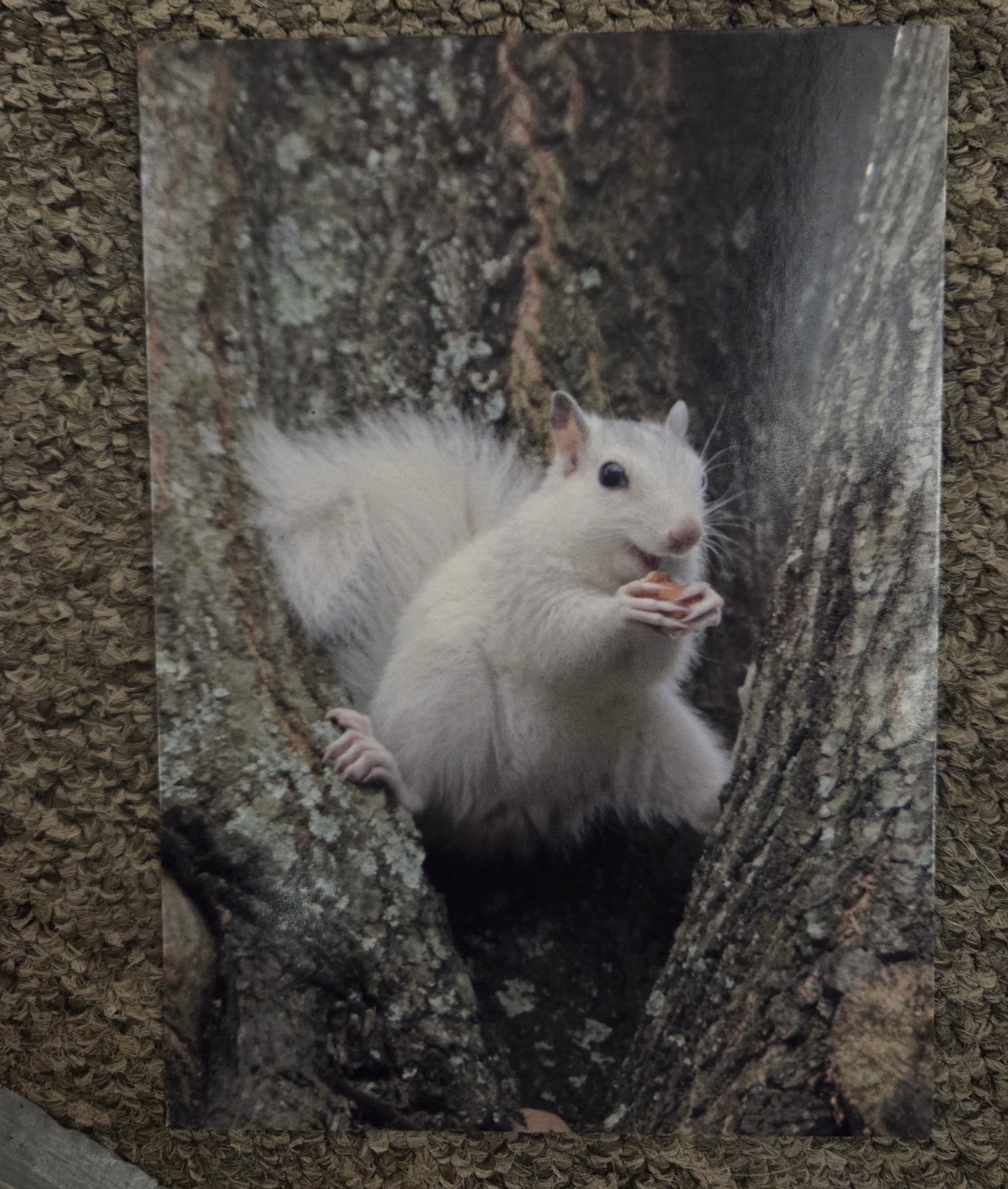 Postcards - Large Size - 5" x 7" - White Squirrel Images by Ruth Cech