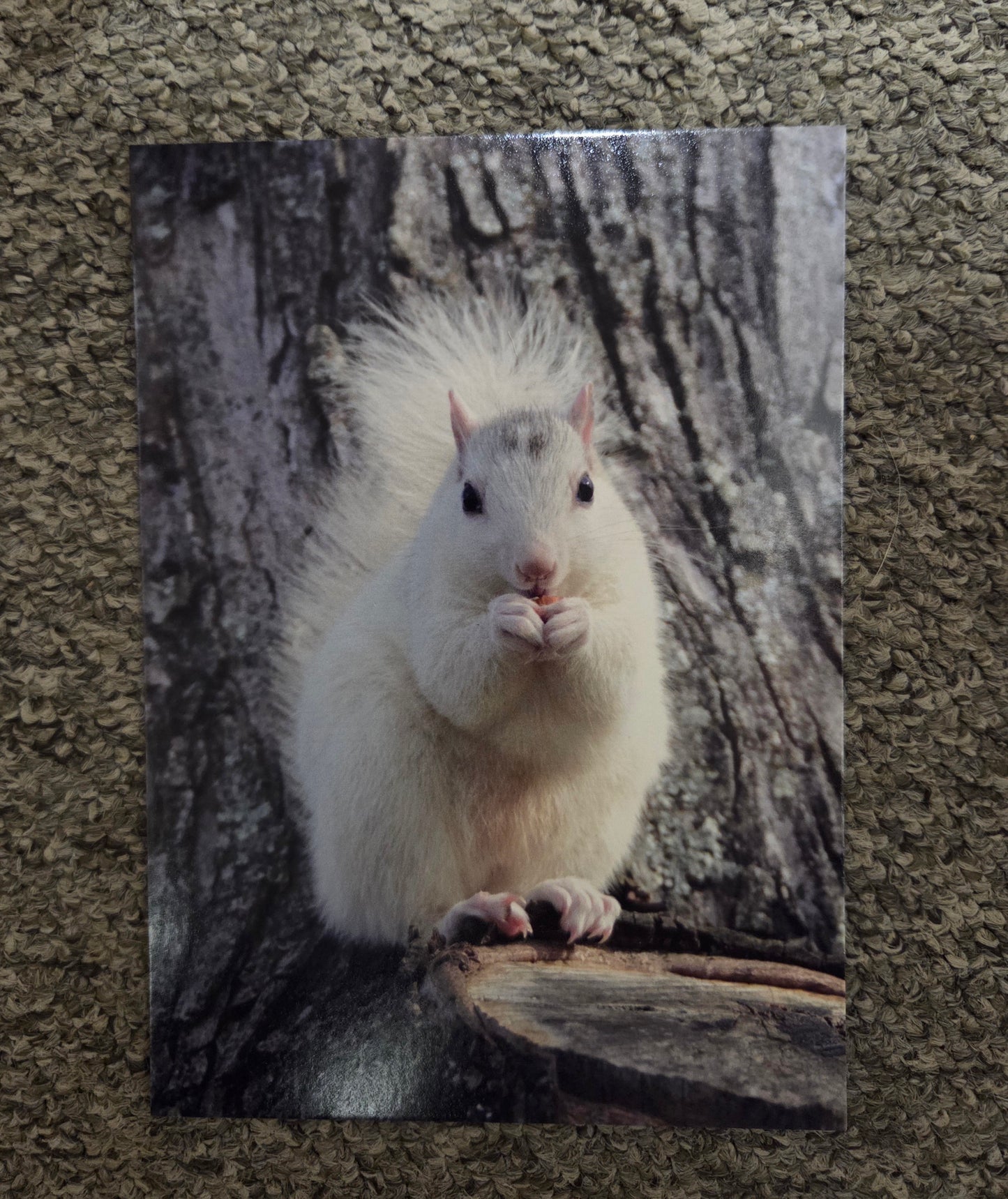 Postcards - Large Size - 5" x 7" - White Squirrel Images by Ruth Cech