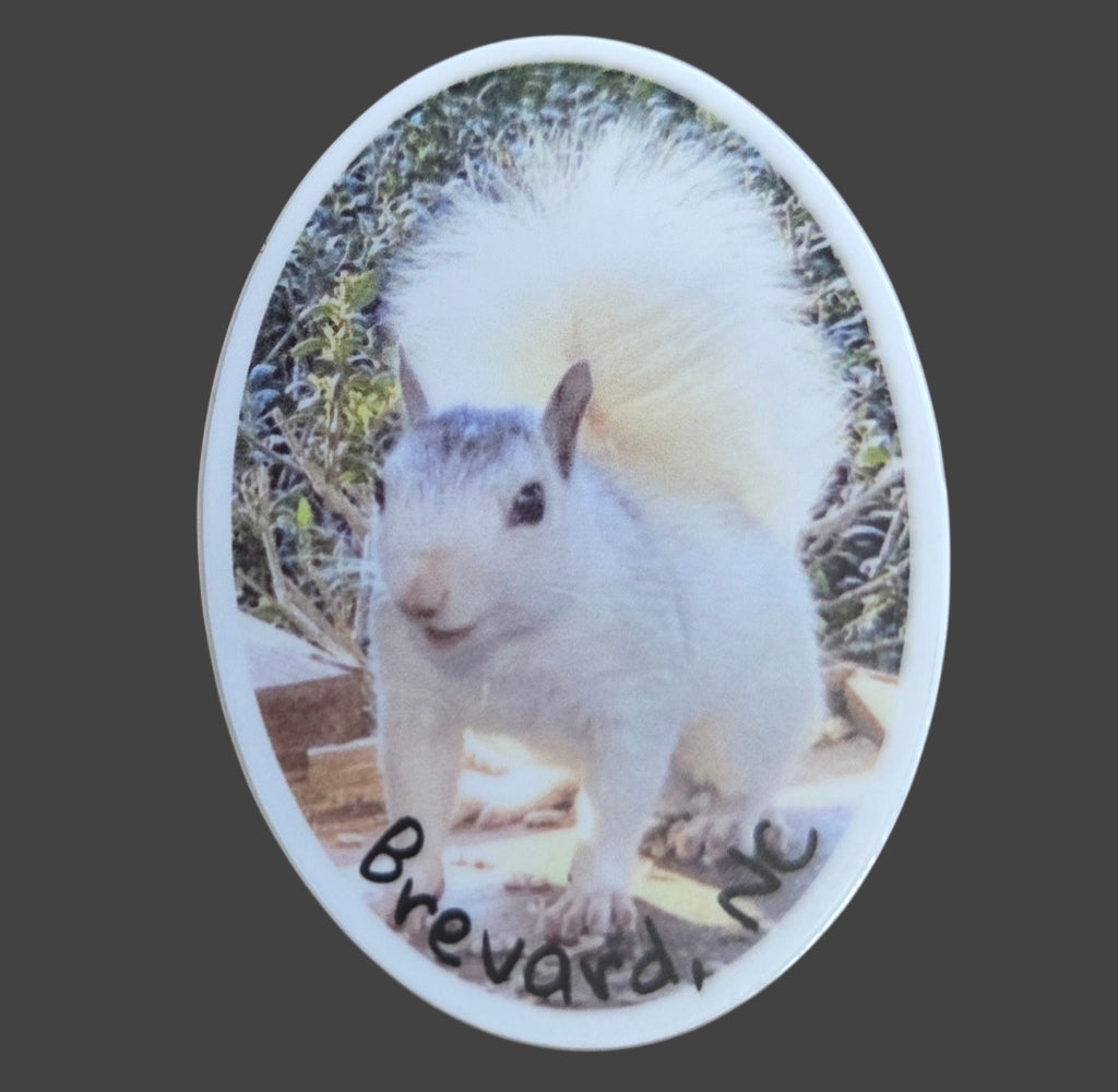 Decal/Sticker - White Squirrel on a Birdfeeder - Brevard NC - Oval Mini