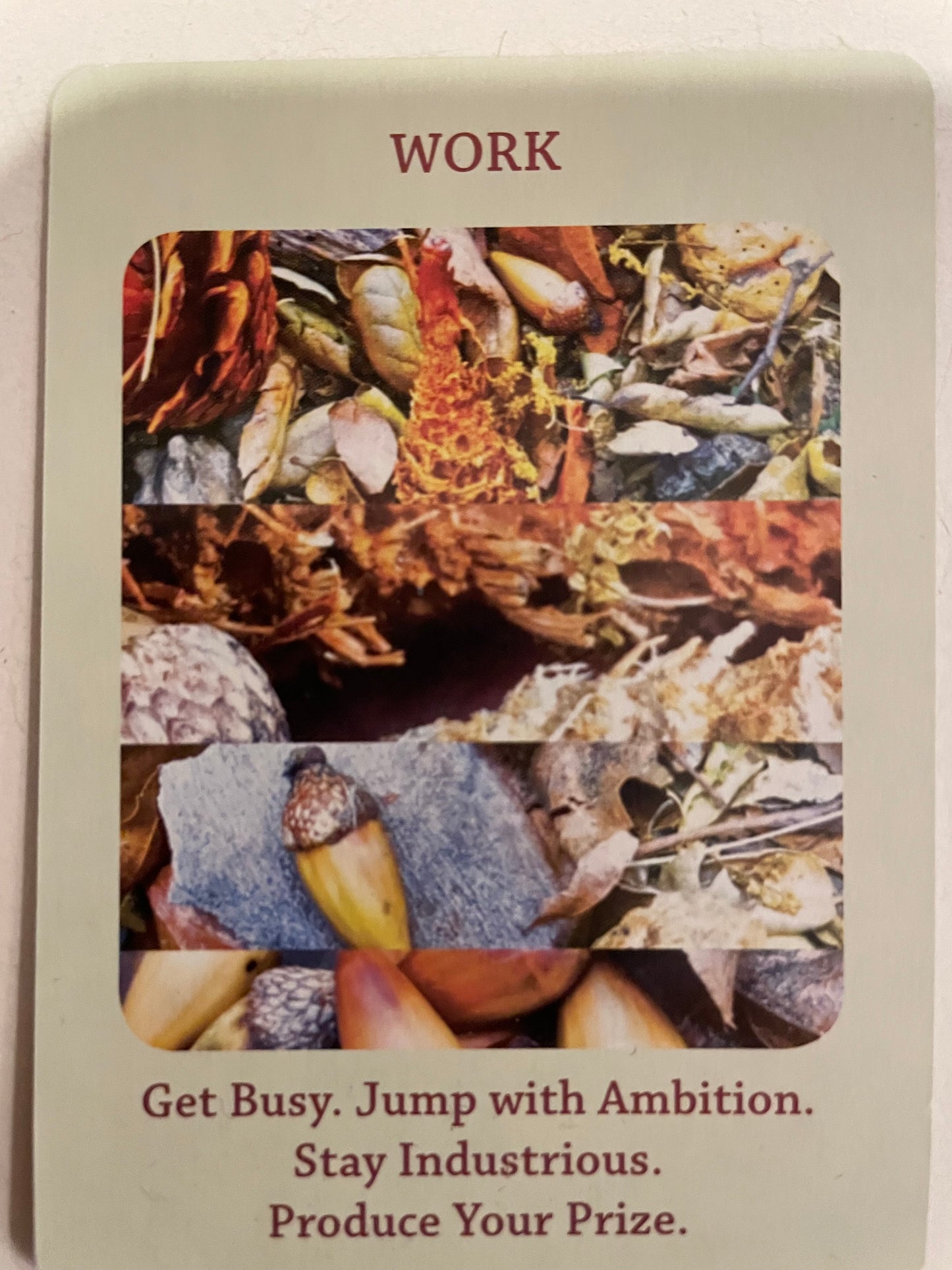 White Squirrel Whizdom Oracle Cards