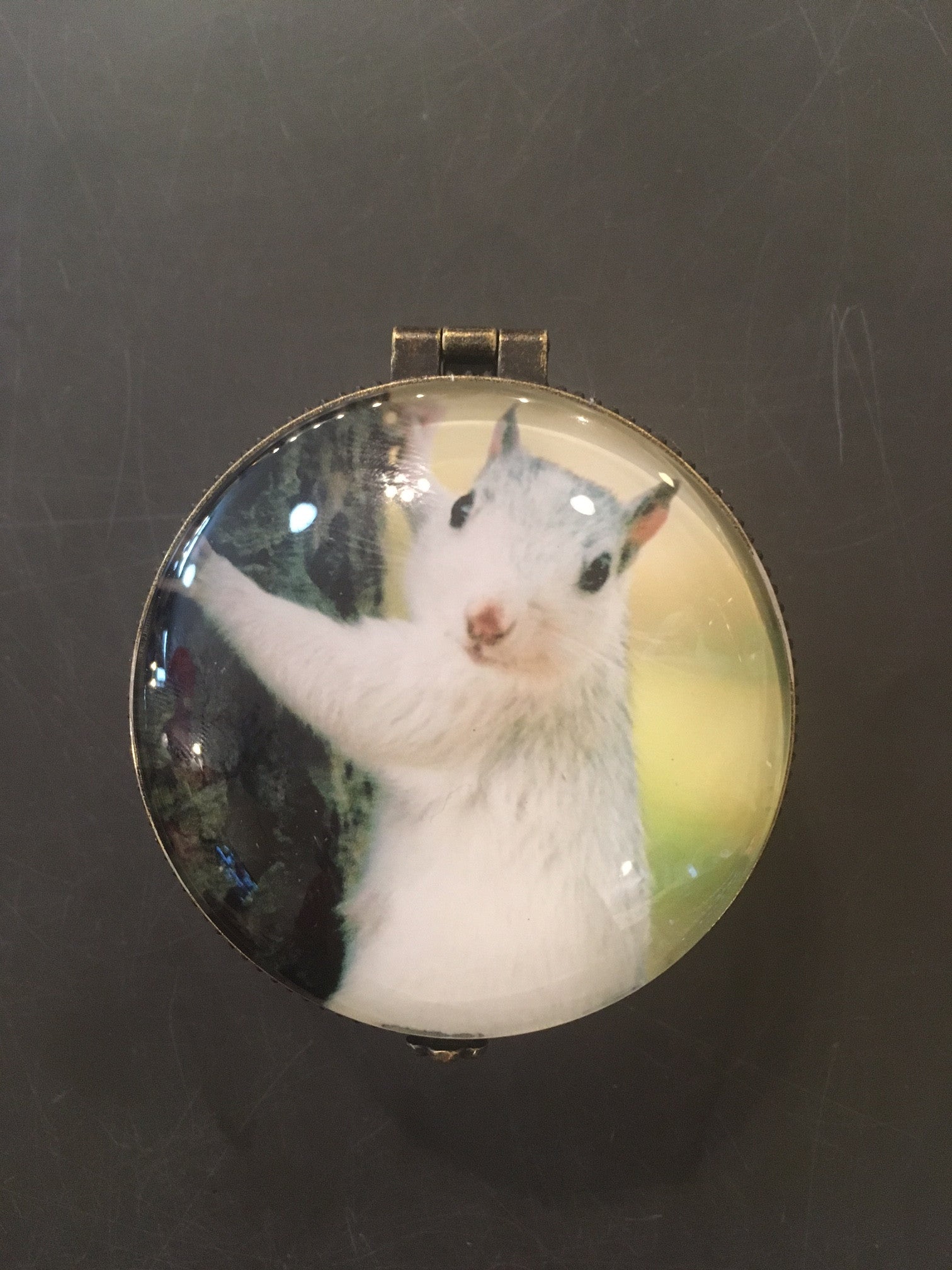 Round brass trinket box with a photo of a white squirrel on top and a burnished bronze colored clasp.
