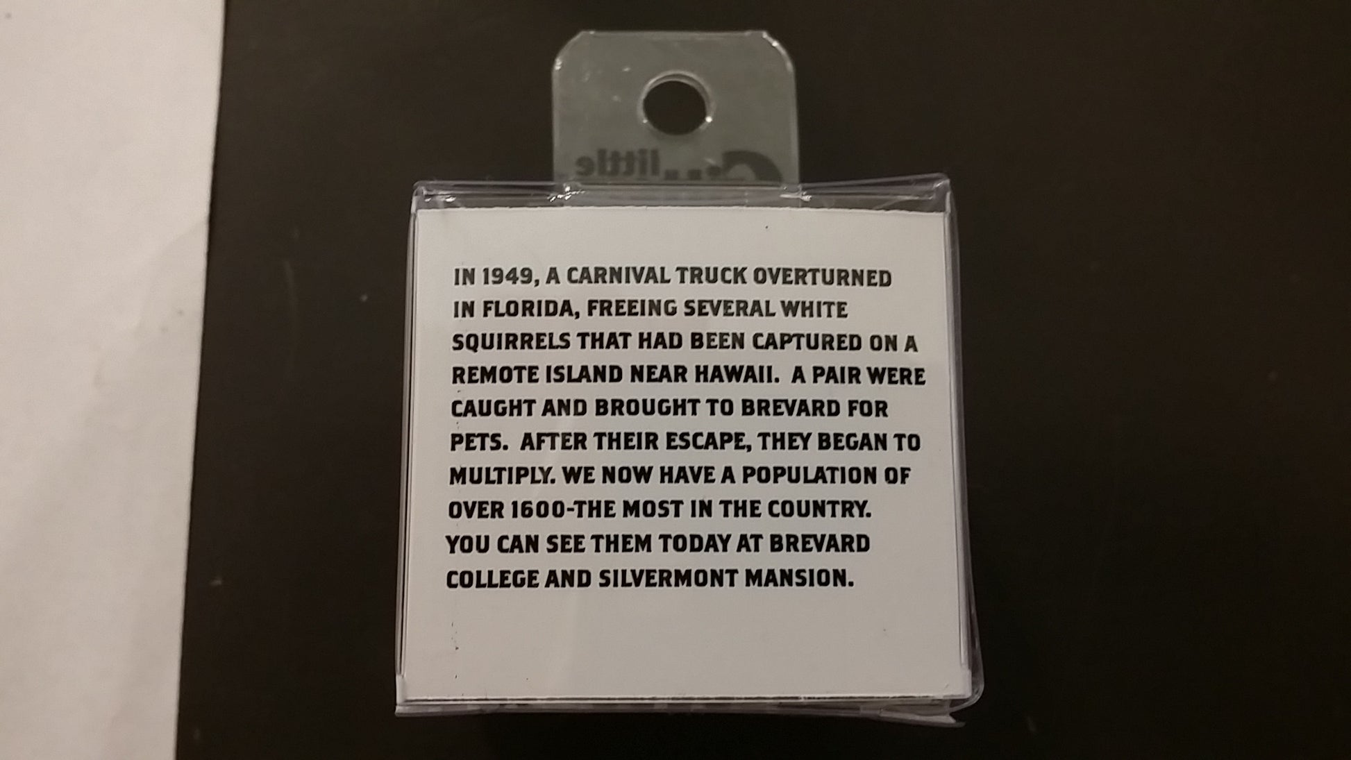 The history of our white squirrel population on the bottom of our porcelain white squirrel figurine.
