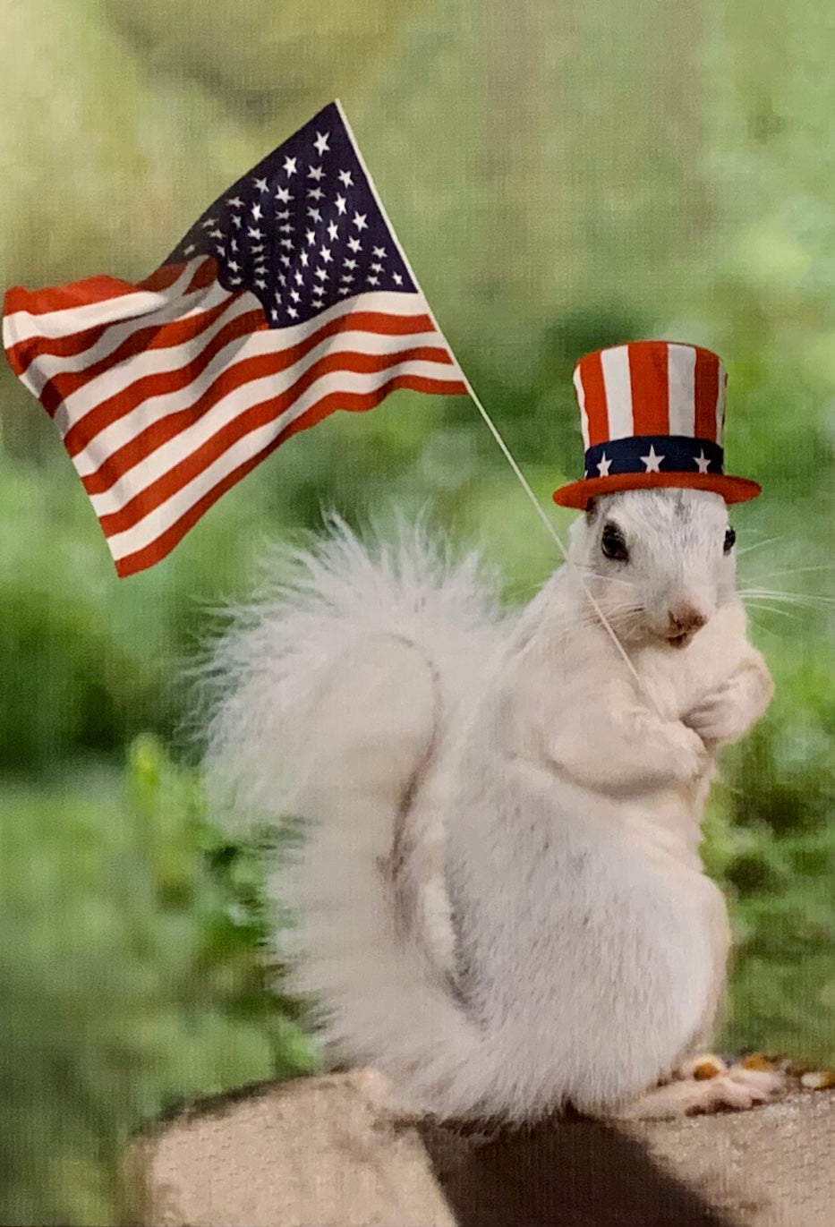 Notecards - White Squirrels in a Variety of Sports Activities by Christine Pentecost
