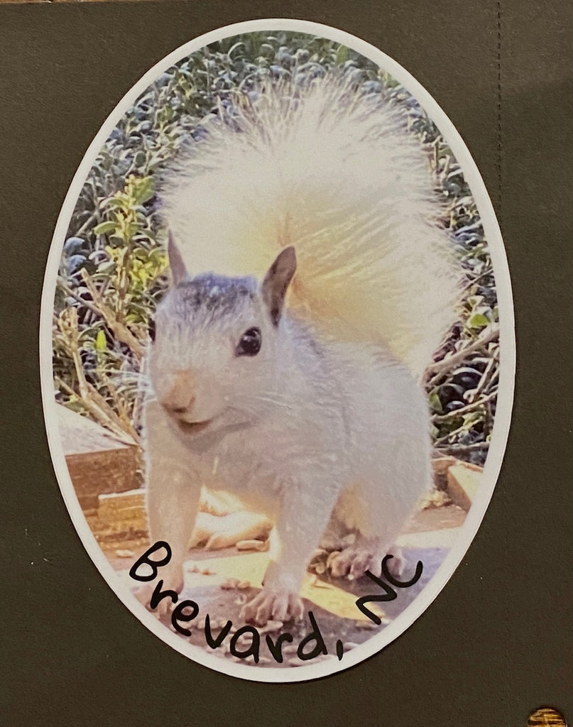 White Squirrel Decal/Sticker - Vinyl - Large Oval White Squirrel Photo