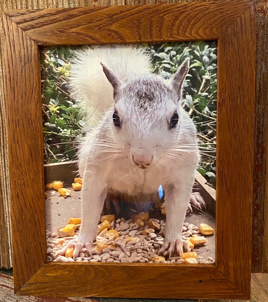 Home Decor - White Squirrel Framed Photo