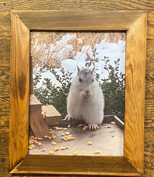 Home Decor - White Squirrel Framed Photo