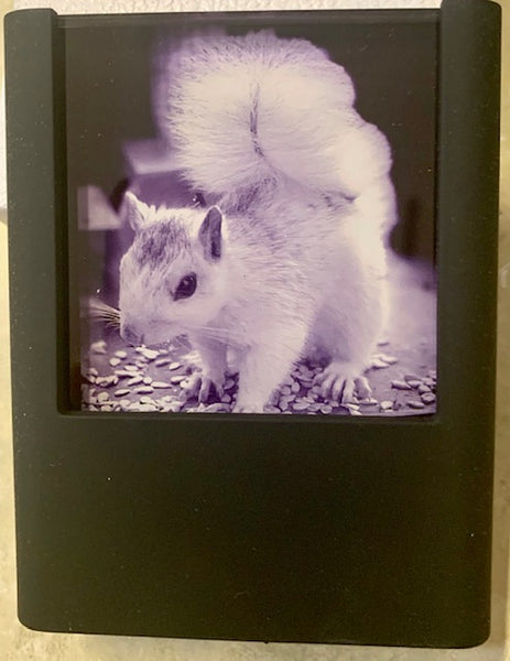 Night Lights - Custom Made for Our Shoppe - White Squirrels, Looking Glass Falls