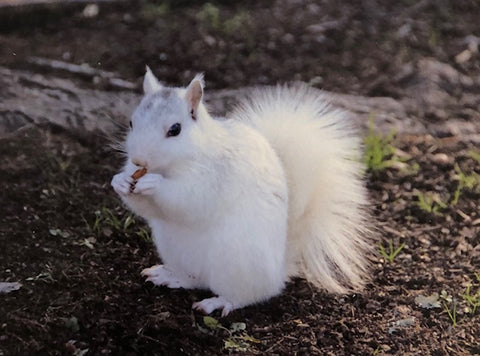 Note Cards - White Squirrel Photography by Ruth Cech