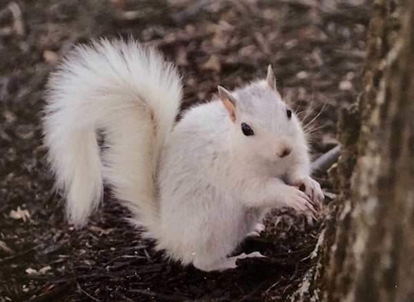 Note Cards - White Squirrel Photography by Ruth Cech