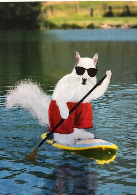 Notecards - White Squirrels in a Variety of Sports Activities by Christine Pentecost