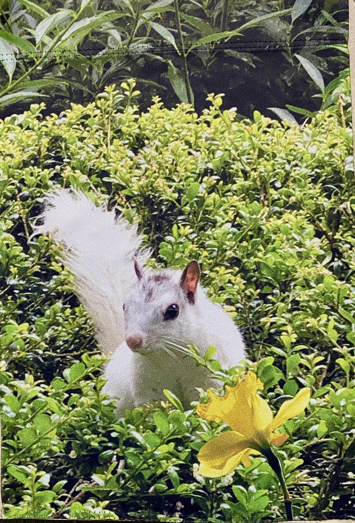 Garden Flag - White Squirrel with Daffodil 2022