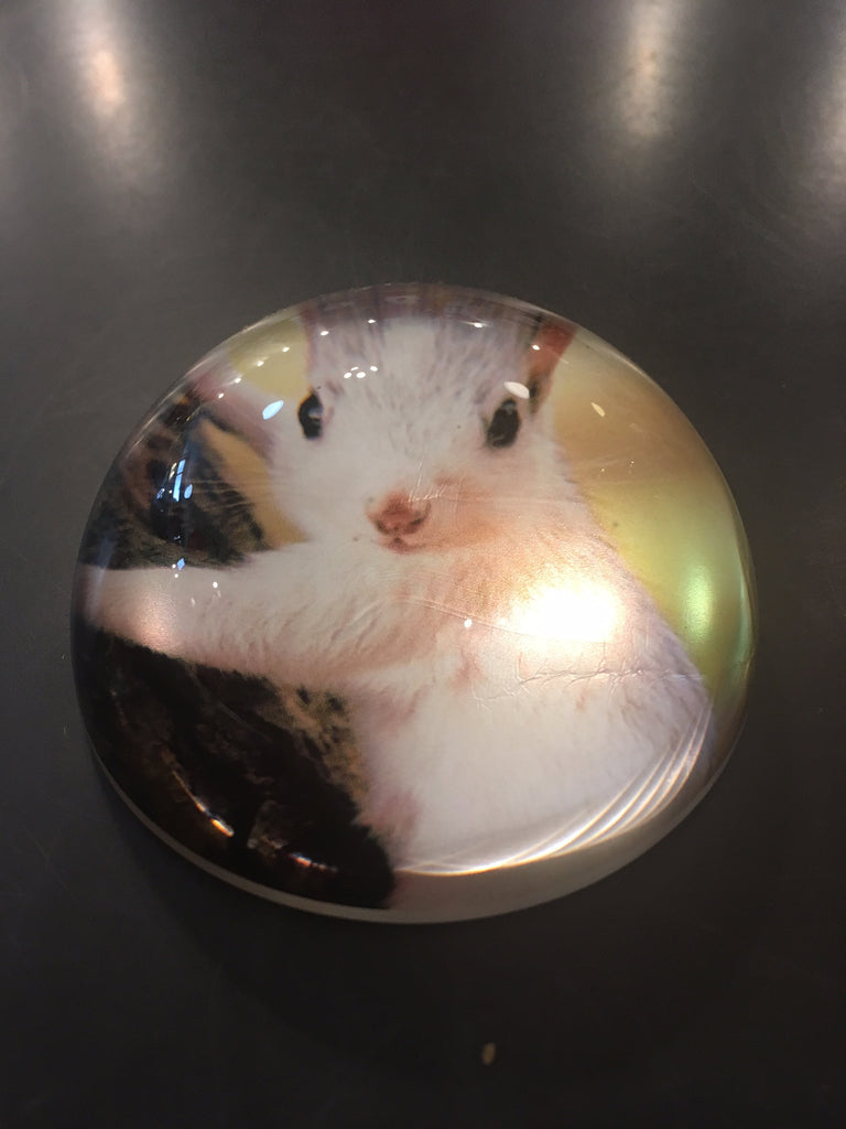 Paper Weight - Glass - White Squirrel Photo