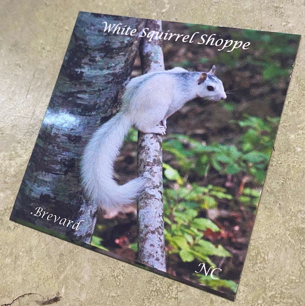 Magnet - White Squirrel Photograph Magnet by John Kratt