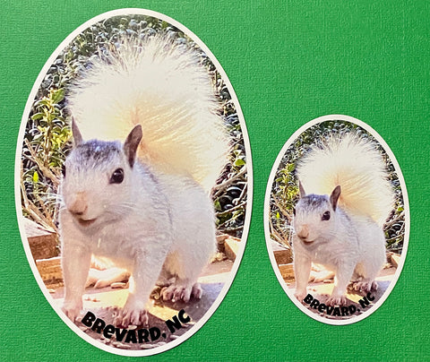 Magnet - Vinyl - White Squirrel Photo with Brevard, NC - Oval - 2 Sizes