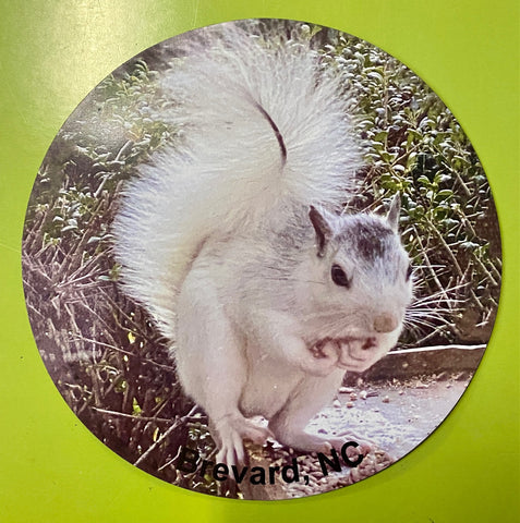 Magnet - Vinyl - White Squirrel Photo with Brevard, NC - Circle