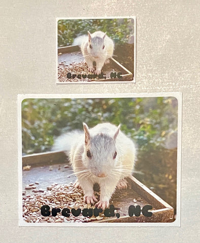 Decal/Sticker - White Squirrel Photo with Brevard, NC - Rectangle - 2 Sizes