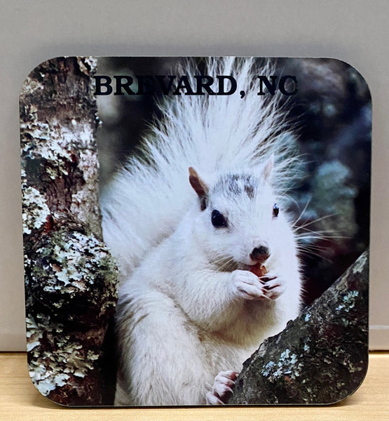 Coasters - White Squirrel Photos on Wooden Coasters - Sold Individually