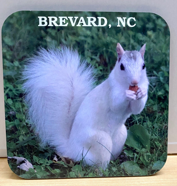 Coasters - White Squirrel Photos on Wooden Coasters - Sold Individually