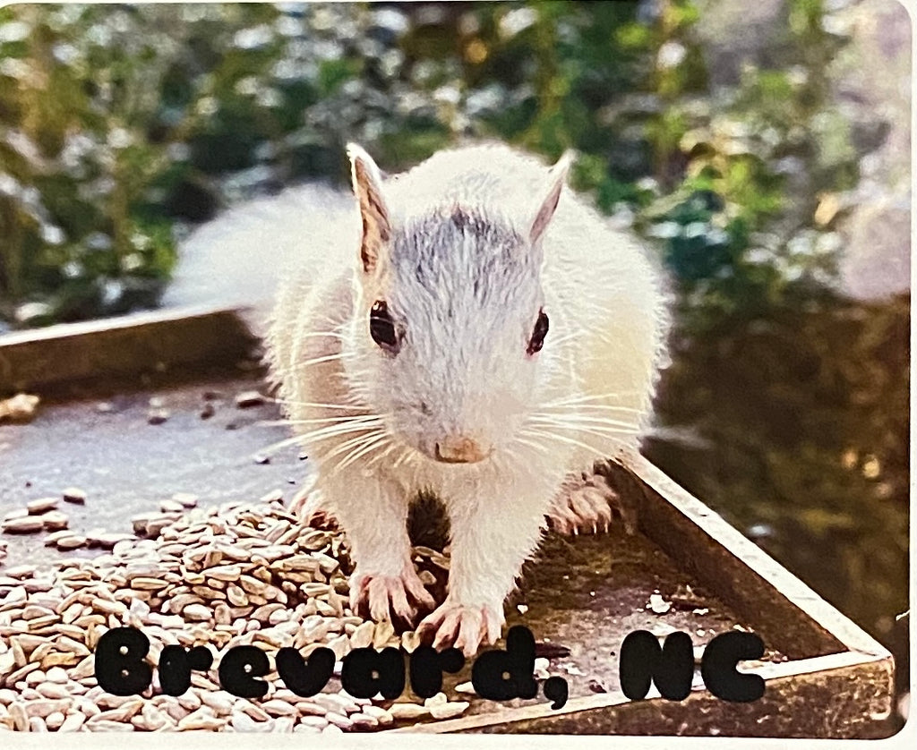 Magnet - White Squirrel Photo Magnet from Brevard, NC