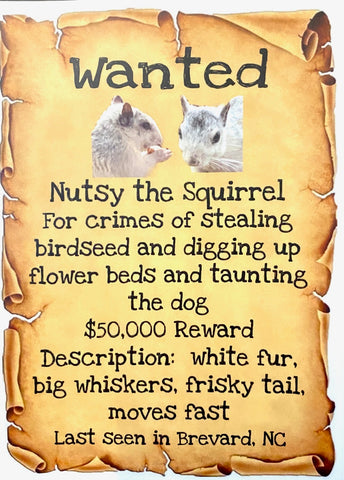 Decal/Sticker - Wanted, Nutsy the Squirrel - Large Rectangle