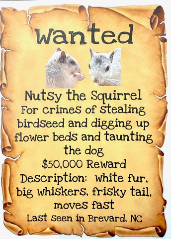 Decal - "Wanted - Nutsy the Squirrel" 6" x 4.35"