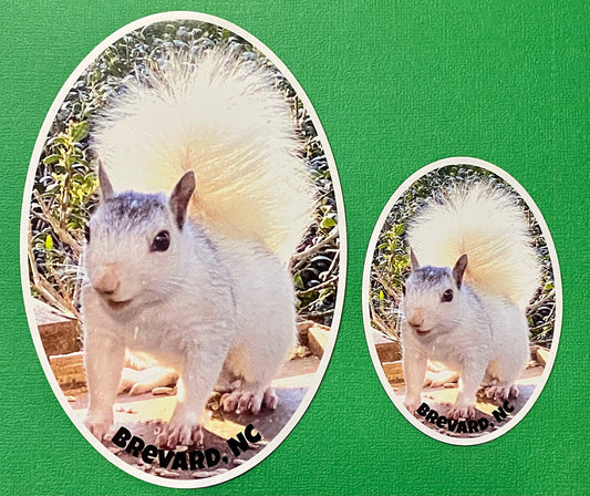 Two oval magnets with the image of a white squirrel and the text 'Brevard, NC'. Two sizes to choose from.
